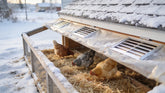 How to Winterize a Chicken Coop in Canada: Ventilation, Water, Light and Bird-Flu Biosecurity