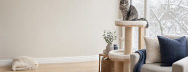 Maine coon cat on an oak cat tree by a snowy window