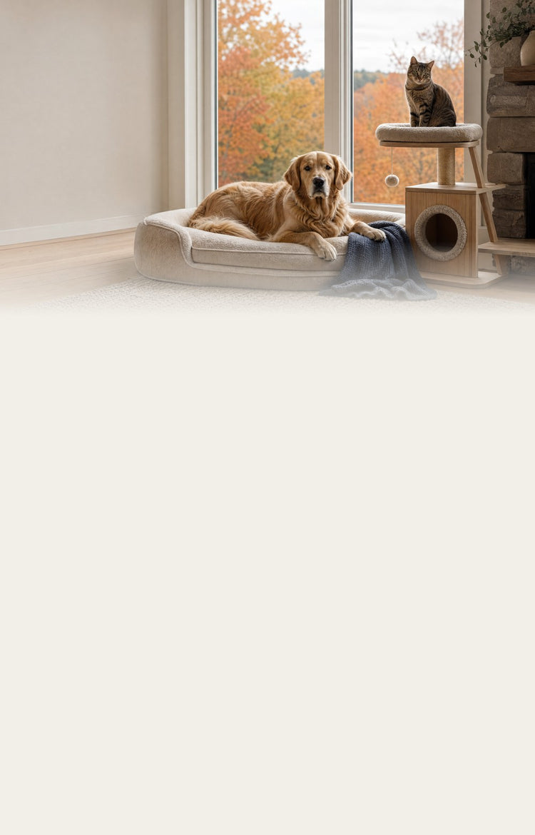 Golden retriever on a bed and a cat on a cat tree by a window with autumn leaves