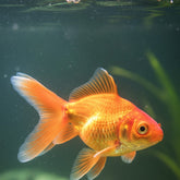 Goldfish in an aquarium
