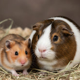 Hamster and guinea pig