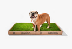 Real GrassBox Indoor Dog Potty | Live Grass Patch for Apartments (Canada)