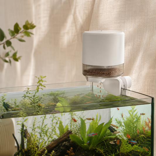 Automatic Fish Feeders: 14 Things to Check Before You Trust One With Your Tank