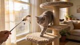 Grey cat stepping onto a new cat tree by a sunny window while a feather wand toy dangles nearby