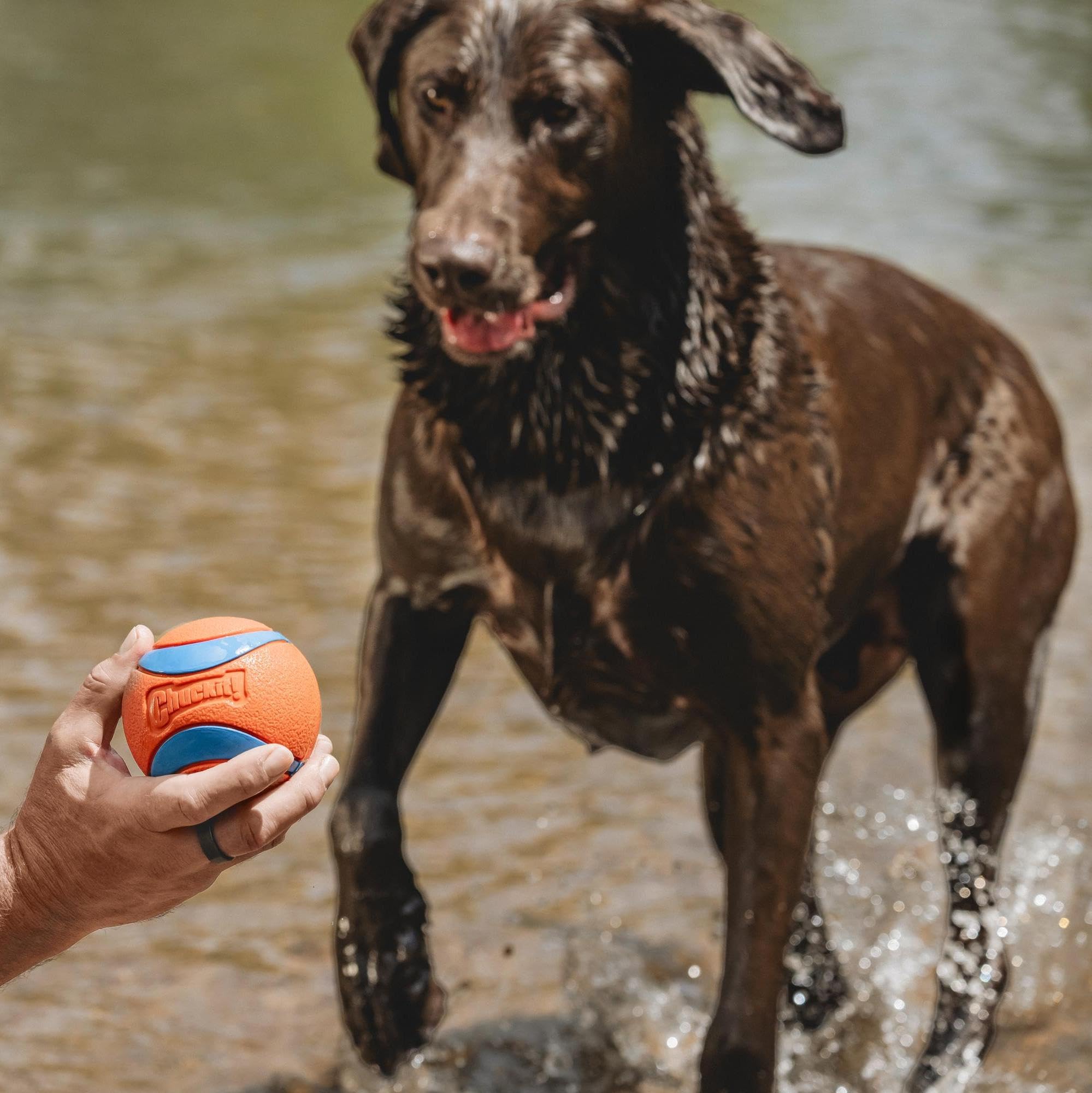 Chuckit! Ultra Ball Medium (2.5 in) 2-Pack | High-Bounce Rubber Fetch Toy - feature view 22