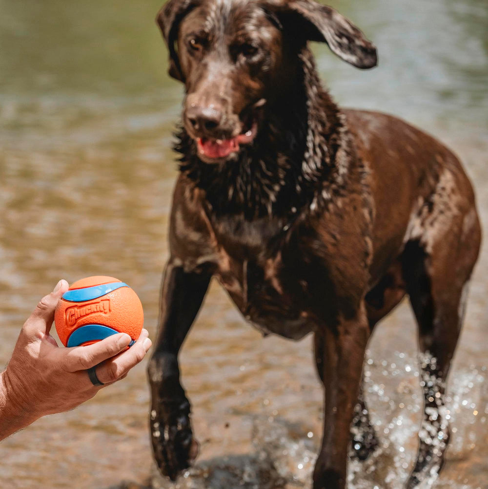 Chuckit! Ultra Ball Medium (2.5 in) 2-Pack | High-Bounce Rubber Fetch Toy - feature view 22