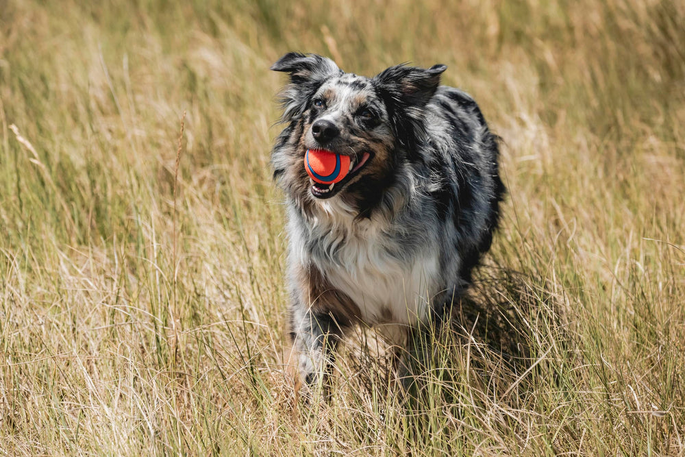 Chuckit! Ultra Ball Medium (2.5 in) 2-Pack | High-Bounce Rubber Fetch Toy - feature view 40