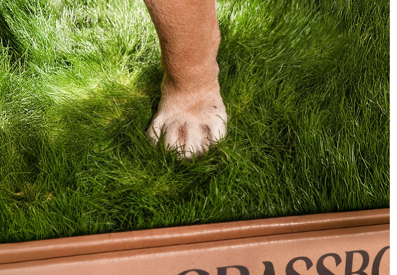 Real GrassBox Indoor Dog Potty | Live Grass Patch for Apartments (Canada)