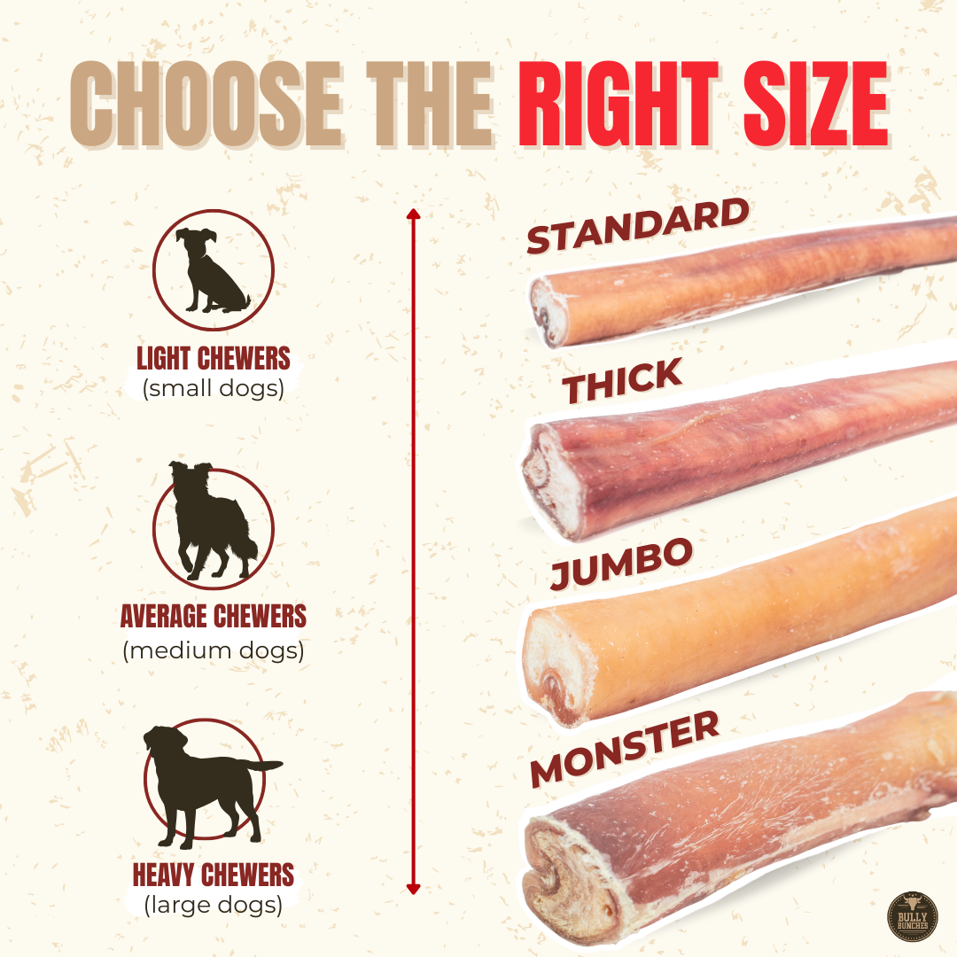 12 Inch Jumbo Bully Stick