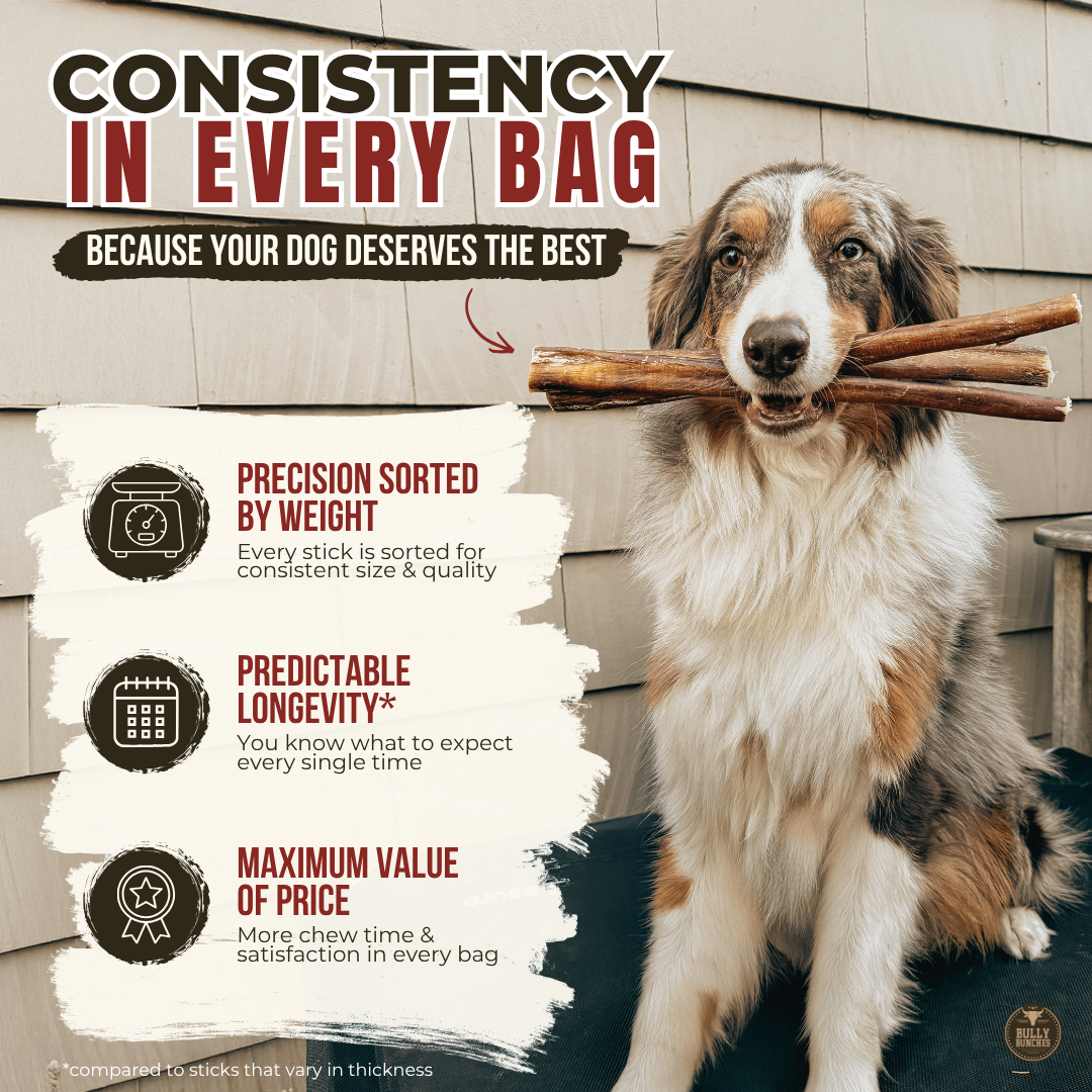 12 Inch Jumbo Bully Stick