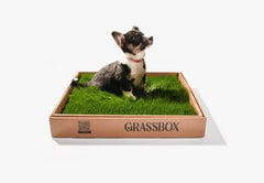 Real GrassBox live grass indoor dog potty patch on apartment balcony, Canadian-grown perennial ryegrass training tray